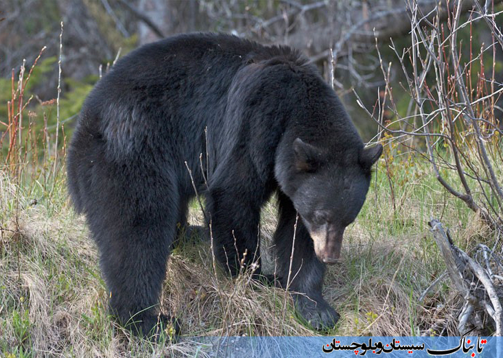 حمله خرس به روستای بافتان سرباز/ مردم دوستدار محیط زیست به خرس حمله نکردند