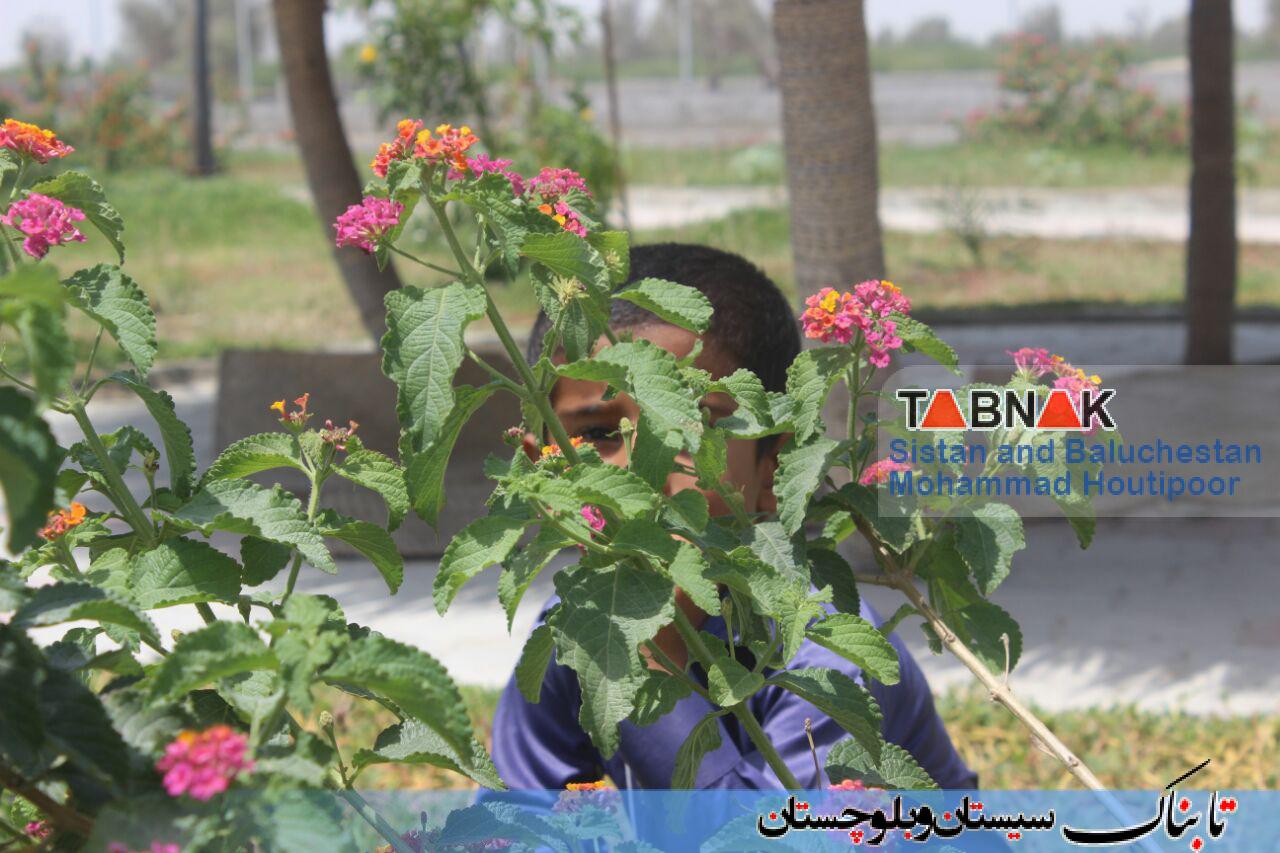 گزارش تصویری: رویش گل های رنگارنگ بهاری در پارک ملت شهر زرآباد