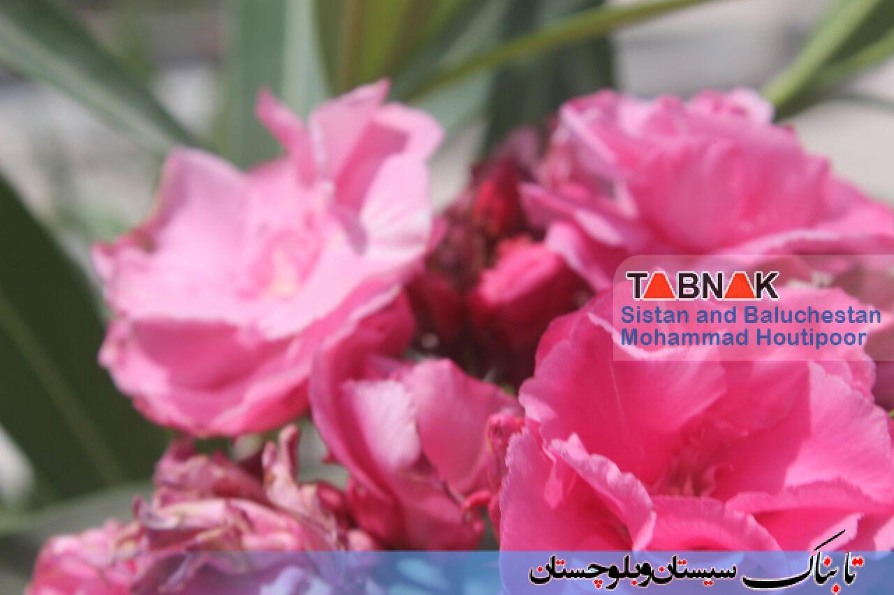 گزارش تصویری: رویش گل های رنگارنگ بهاری در پارک ملت شهر زرآباد