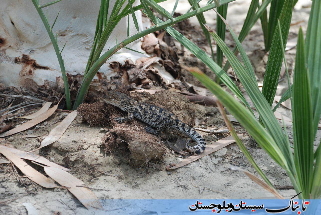 تمساح هایی که سر از تخم درآوردند/ سیستان و بلوچستان تنها زیستگاه بومی تمساح در ایران + تصاویر