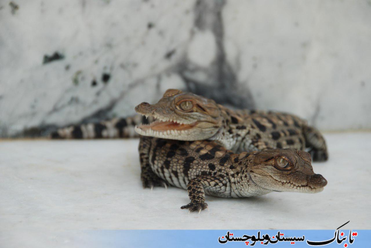 تمساح هایی که سر از تخم درآوردند/ سیستان و بلوچستان تنها زیستگاه بومی تمساح در ایران + تصاویر