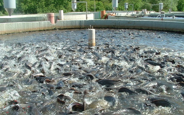 ۱۰۰۰ تن ماهی در واحدهای پرورش ماهیان شهرستان بوئین زهرا تولید شد