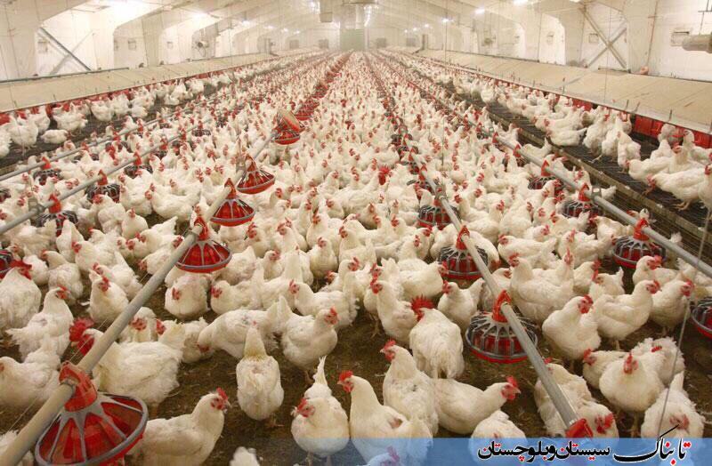 افزايش ۳۲۰تني ظرفيت توليد گوشت مرغ در شهرستان خاش/ احداث ۸ واحد جديد در بخش مرکزی و نوک‌آباد