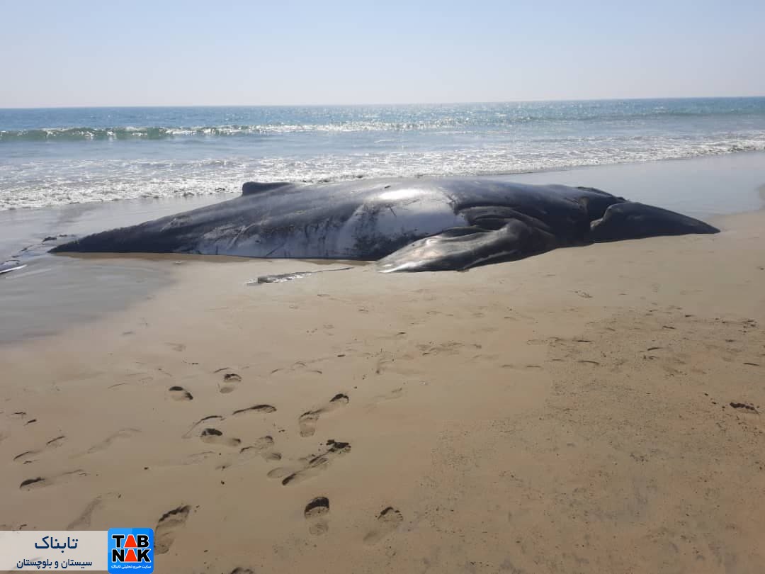 مشاهده لاشه نهنگ گوژپشت در سواحل کنارک/ علت مرگ نهنگ مشخص نیست