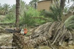 نخل ها و بناهای تاریخی خاوران نیازمند توجهند نخل ها و بناهای تاریخی خاوران نیازمند توجهند