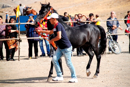 گزارش تصویری دومین همایش زیبایی اسب در اراک