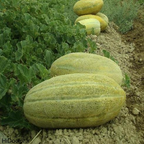 مرکز مطالعات کاربردی خربزه تاسیس می&zwnj;شود