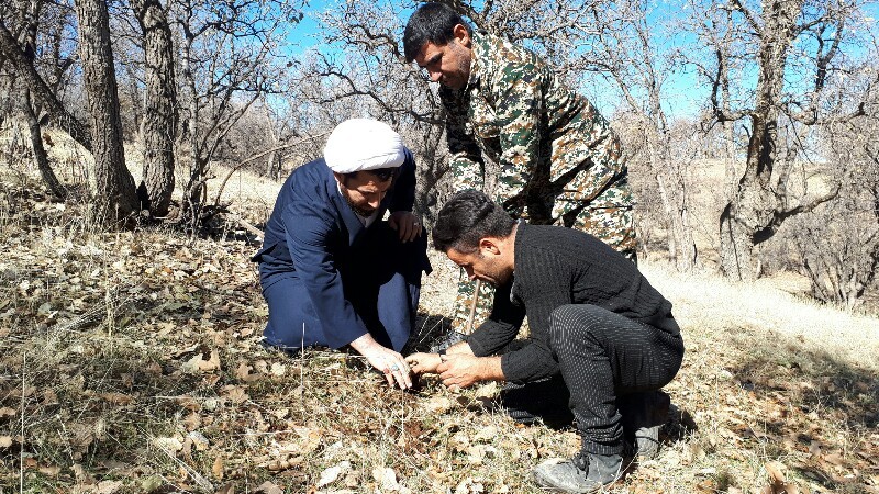 روز به یادماندنی برای طبیعت سوخته کبگیان + تصاویر روز به یادماندنی برای طبیعت سوخته کبگیان + تصاویر