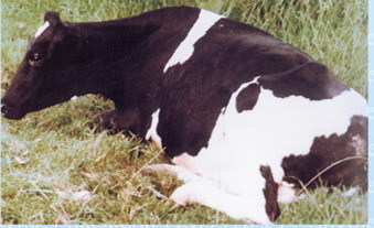 هشدار دامپزشکی قزوین در خصوص بیماری تب سه روزه