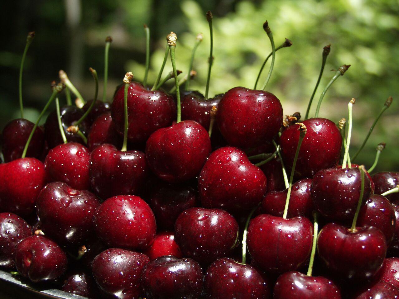 برداشت گیلاس از 3 هزار و 500 هکتار از باغات استان قزوین برداشت گیلاس از 3 هزار و 500 هکتار از باغات استان قزوین