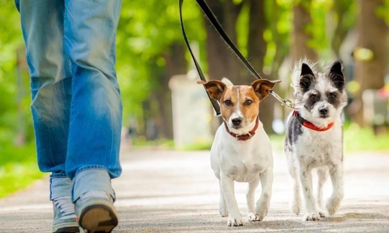 ممنوعیت سگ گردانی در گرگان ممنوعیت سگ گردانی در گرگان