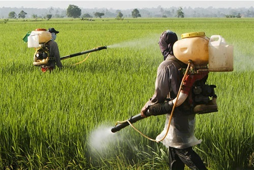 استفاده بی رویه از سموم شیمیایی ، تهدید جان انسانها استفاده بی رویه از سموم شیمیایی ، تهدید جان انسانها