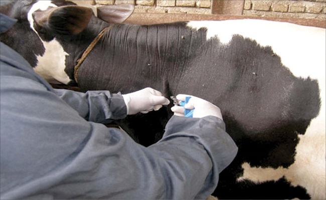 آموزش راهکارهای پیشگیری از بیماریهای دامی برای روستائیان باورس آموزش راهکارهای پیشگیری از بیماریهای دامی برای روستائیان باورس