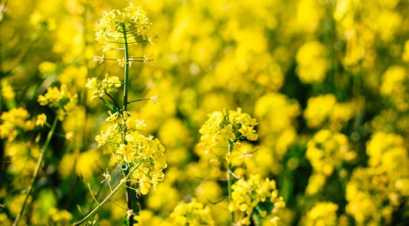 ۱۶۷۵ هکتار از اراضی کشاورزی آبیک به کلزا اختصاص یافت ۱۶۷۵ هکتار از اراضی کشاورزی آبیک به کلزا اختصاص یافت