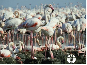 جوجه‌آوری هزاران فلامینگو در خورهای تالاب شادگان + عکس