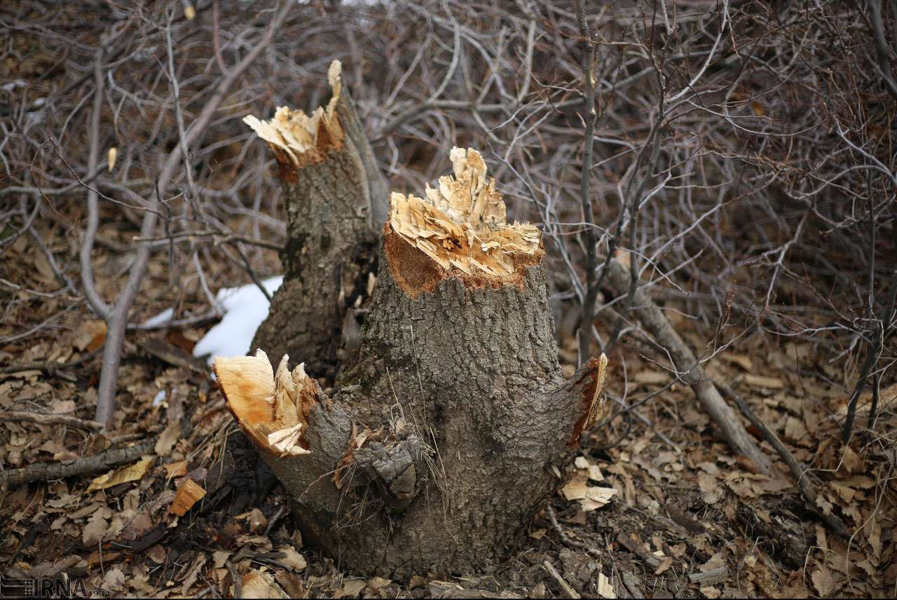 چشم طمع غارتگران به جنگلهای زاگرس چشم طمع غارتگران به جنگلهای زاگرس