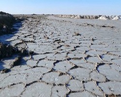 پیگیری طرح تولید نمک گیاهی ضدفشار خون