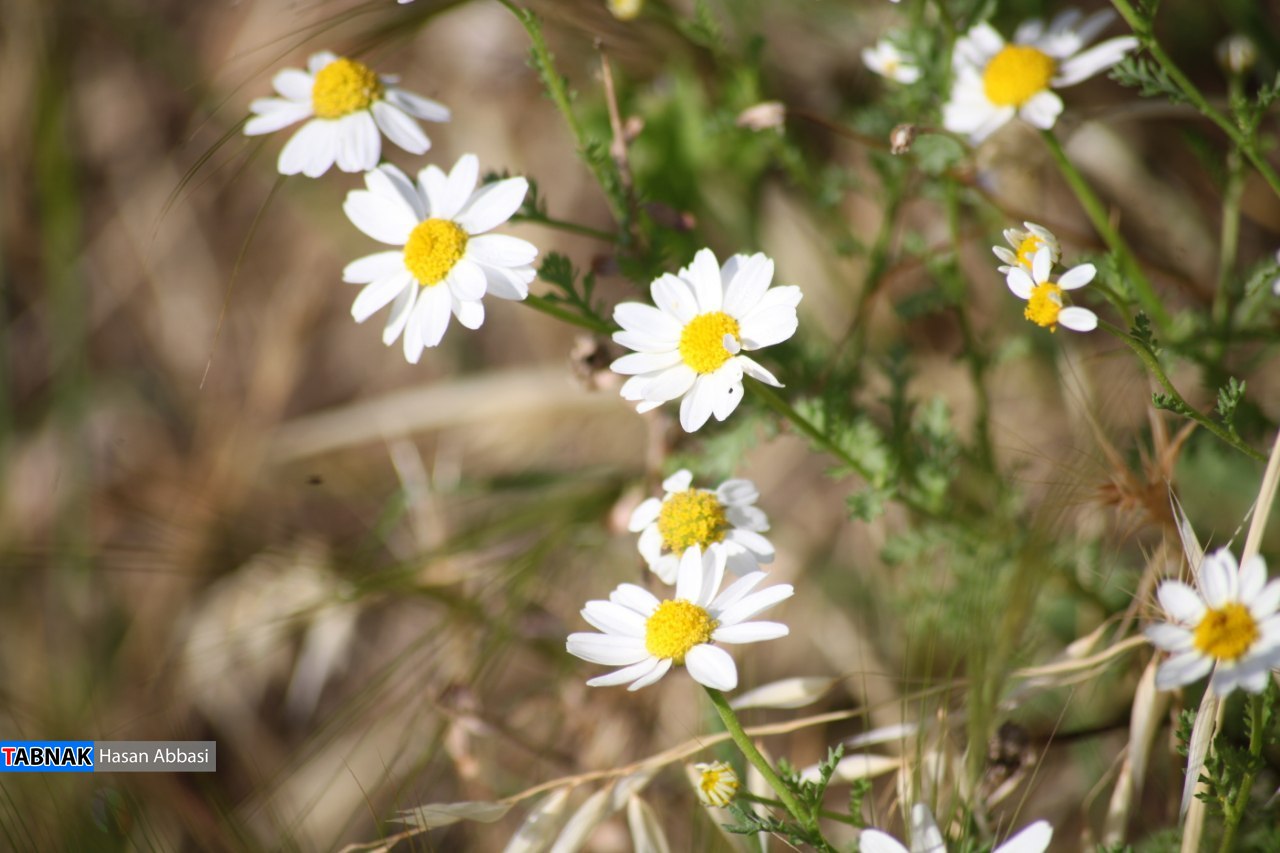 تنگ خلیل تنگ خلیل