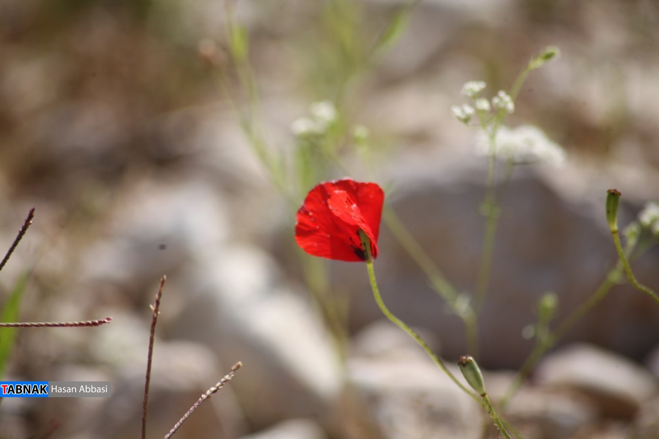 تنگ خلیل تنگ خلیل