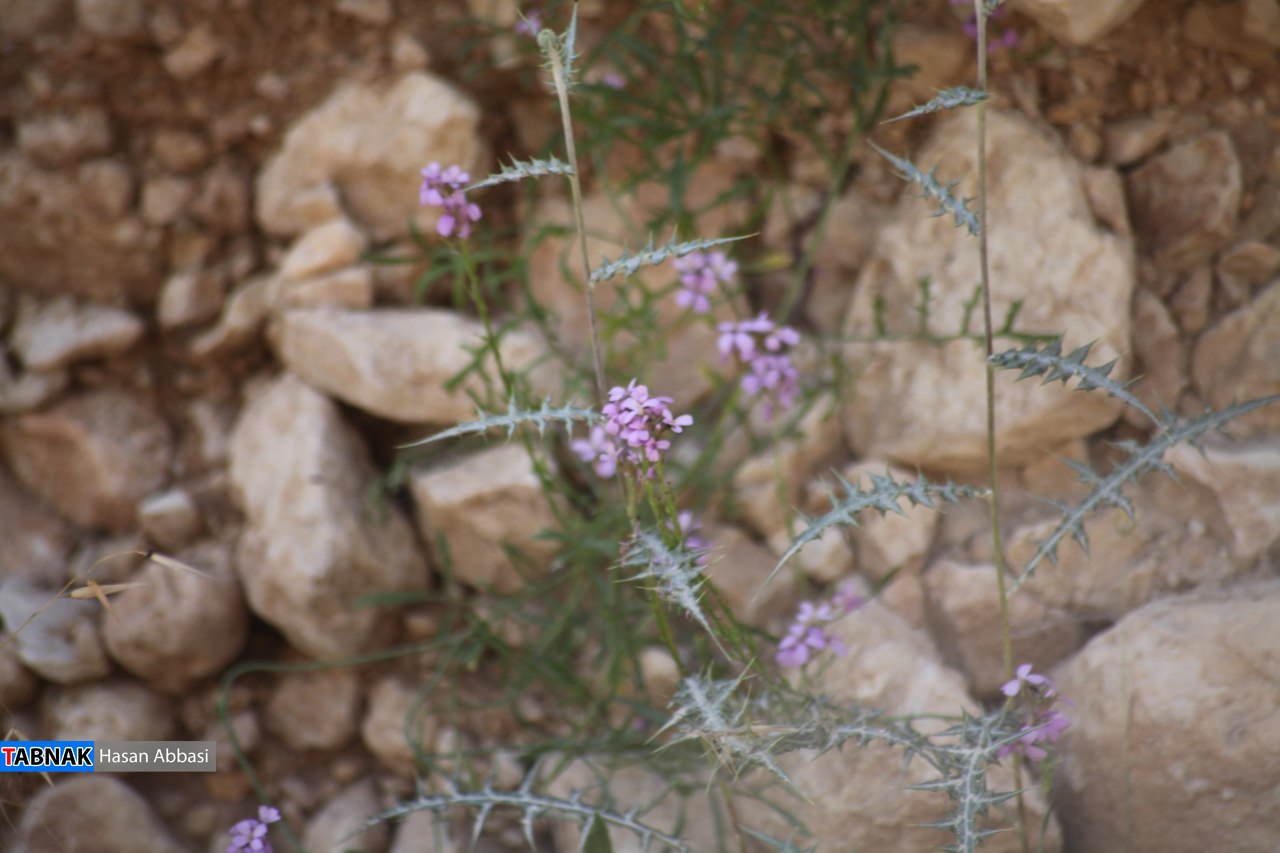 تنگ خلیل تنگ خلیل