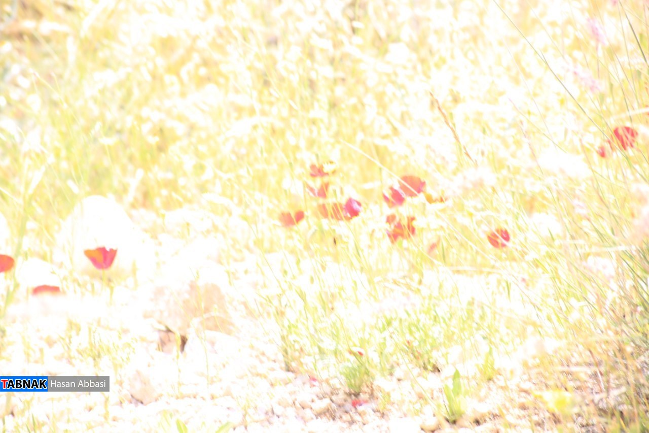 تنگ خلیل تنگ خلیل