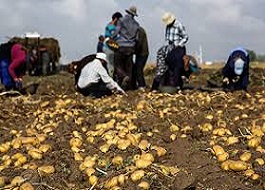 مشکلات سیب زمینی کاران حل خواهد شد/ احداث سردخانه در سنقروکلیایی