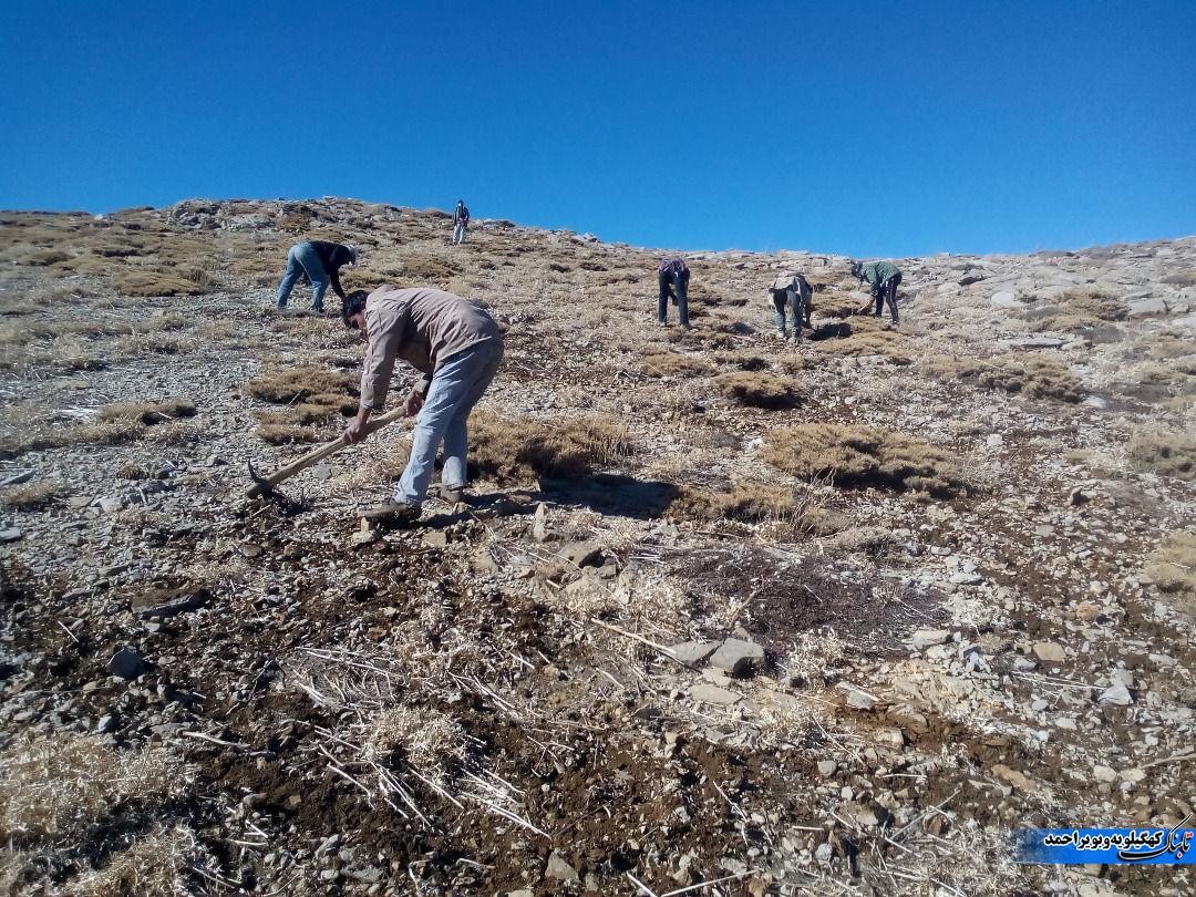 وحدت و همدلی در احیا و حفاظت از 90 هکتار پوشش گیاهی کوه سیاه وحدت و همدلی در احیا و حفاظت از 90 هکتار پوشش گیاهی کوه سیاه