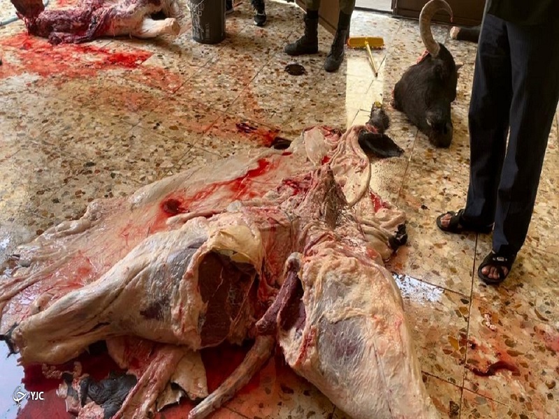 کشتار غیر مجاز دام، سلامت مردم را به خطر میاندازد