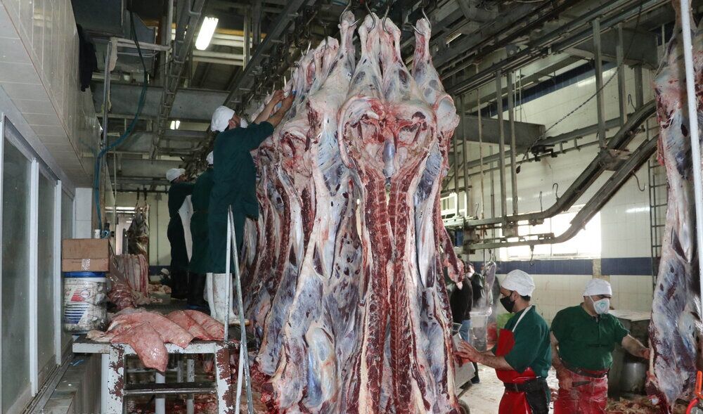 افزایش هزینهها، دامداران را به کشتار دام مولد واداشته است!!! افزایش هزینهها، دامداران را به کشتار دام مولد واداشته است!!!