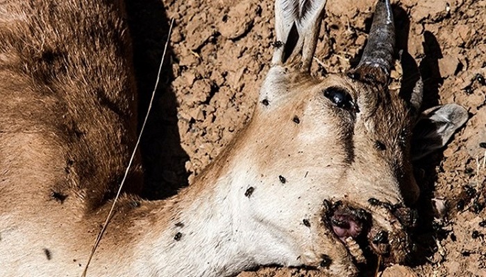 کرمانشاهیان تلفات مشکوک و احتمالی حیات وحش را اطلاع دهند کرمانشاهیان تلفات مشکوک و احتمالی حیات وحش را اطلاع دهند