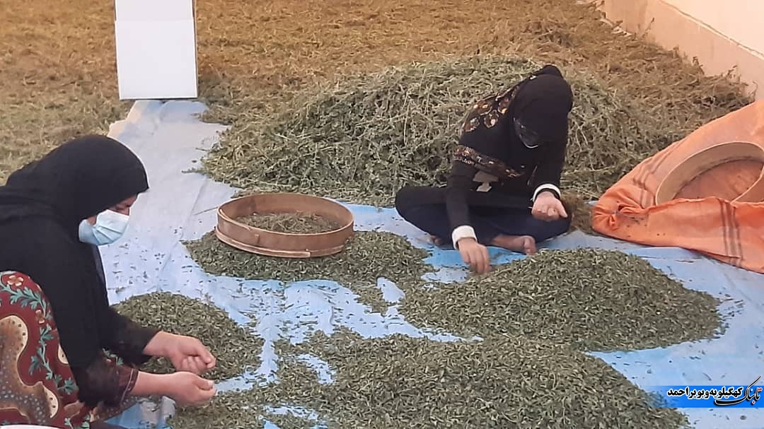 بازدید آموزشی کارشناسان و کشاورزان استان ایلام از مزارع گیاهان دارویی شهرستان لنده+تصاویر بازدید آموزشی کارشناسان و کشاورزان استان ایلام از مزارع گیاهان دارویی شهرستان لنده+تصاویر