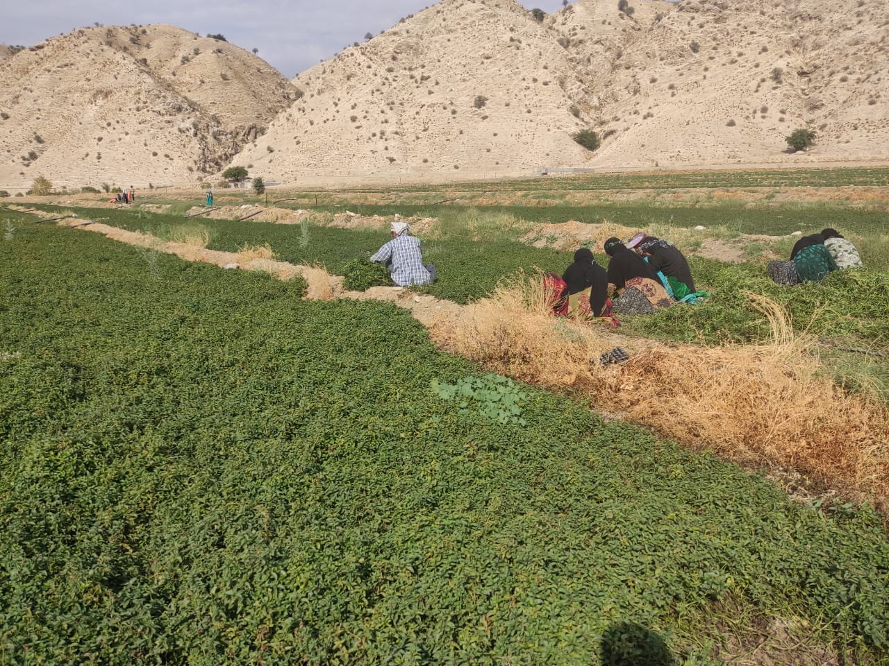 توزیع اعتبار ۳۷ میلیاردی در حوزه اشتغال توسط بنیاد علوی/اولویت نهاد پیشرفت و آبادانی برای سال ۱۴۰۱ لنده+تصاویر توزیع اعتبار ۳۷ میلیاردی در حوزه اشتغال توسط بنیاد علوی/اولویت نهاد پیشرفت و آبادانی برای سال ۱۴۰۱ لنده+تصاویر