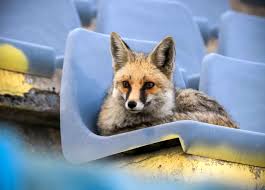 گرگ و روباه در شهر ؛ خطری جدید برای کارگران خدمات شهری و شهروندان مشهدی/ در صورت مشاهده به محیط زیست اطلاع دهید!