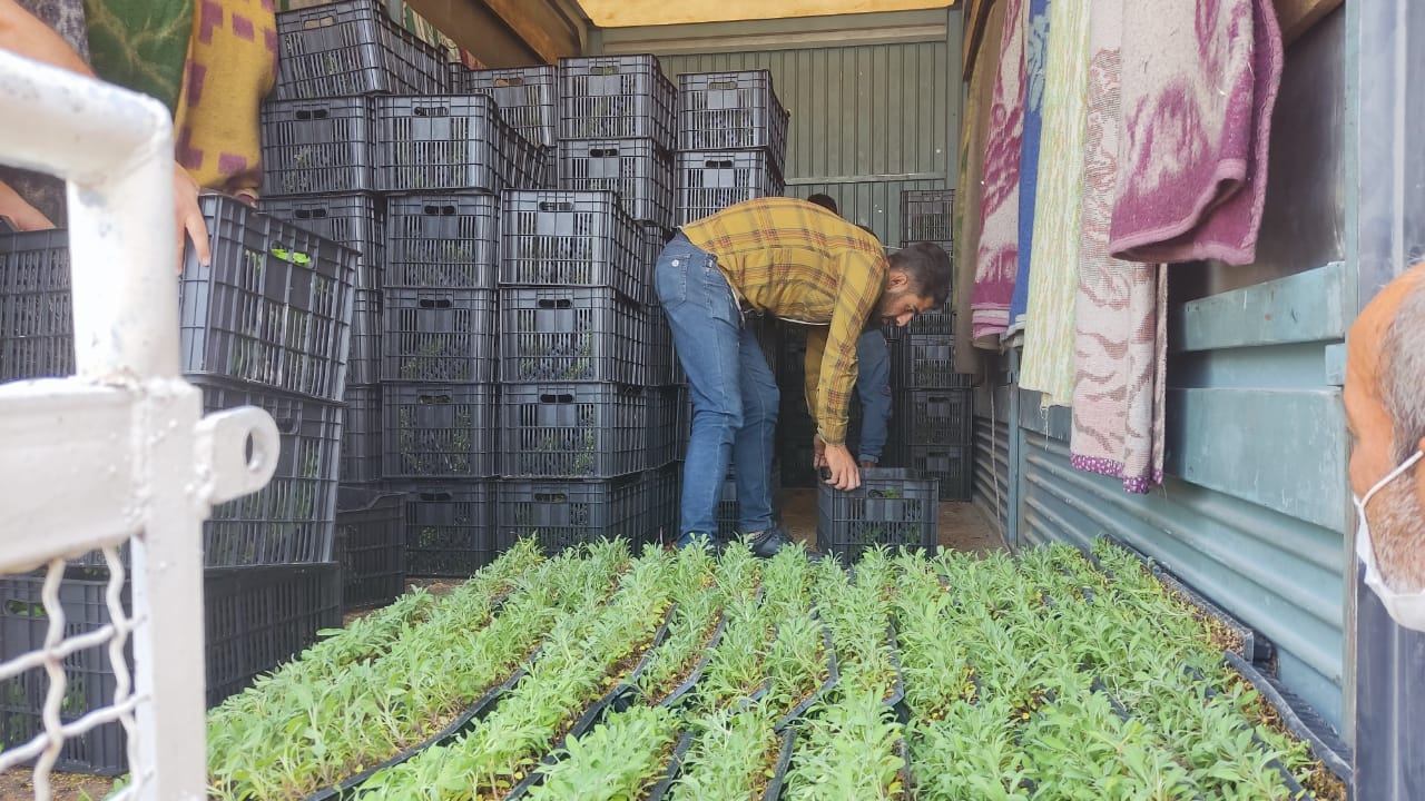 لنده، توان تولید « گیاهان دارویی» خود را افزایش میدهد/کاشت یک میلیون نشای گیاهان دارویی در سال ۱۴۰۱+تصاویر+تصاویر لنده، توان تولید « گیاهان دارویی» خود را افزایش میدهد/کاشت یک میلیون نشای گیاهان دارویی در سال ۱۴۰۱+تصاویر+تصاویر