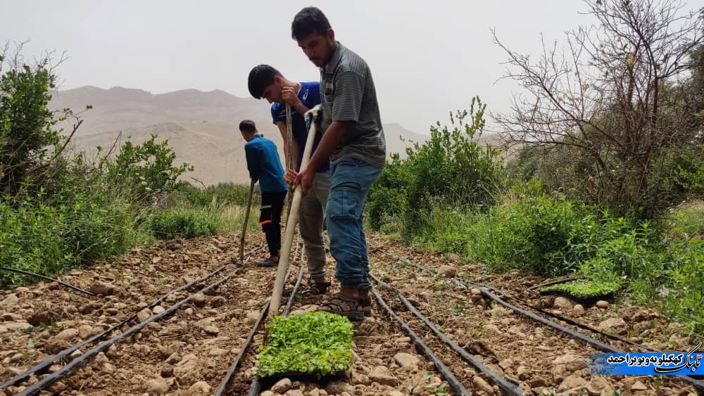 لنده، توان تولید « گیاهان دارویی» خود را افزایش میدهد/کاشت یک میلیون نشای گیاهان دارویی در سال ۱۴۰۱+تصاویر+تصاویر لنده، توان تولید « گیاهان دارویی» خود را افزایش میدهد/کاشت یک میلیون نشای گیاهان دارویی در سال ۱۴۰۱+تصاویر+تصاویر