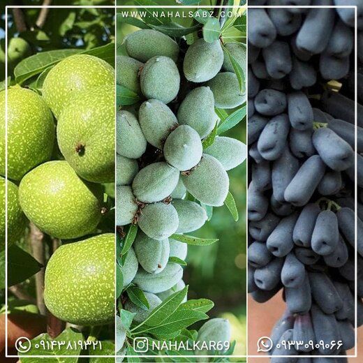 خرید نهال گردو ، بادام و انگور با قیمت مناسب از نهالستان خرید نهال گردو ، بادام و انگور با قیمت مناسب از نهالستان
