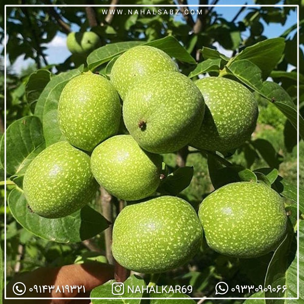 خرید نهال گردو ، بادام و انگور با قیمت مناسب از نهالستان خرید نهال گردو ، بادام و انگور با قیمت مناسب از نهالستان