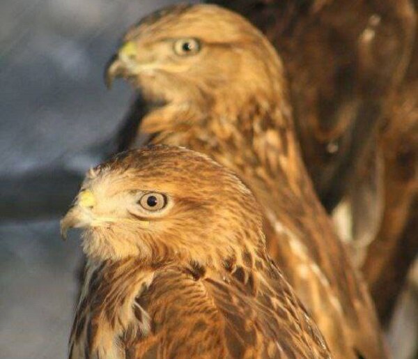 رهاسازی ۳ بهله سارگپه در ارتفاعات منطقه حفاظت شده گلیل و سرانی