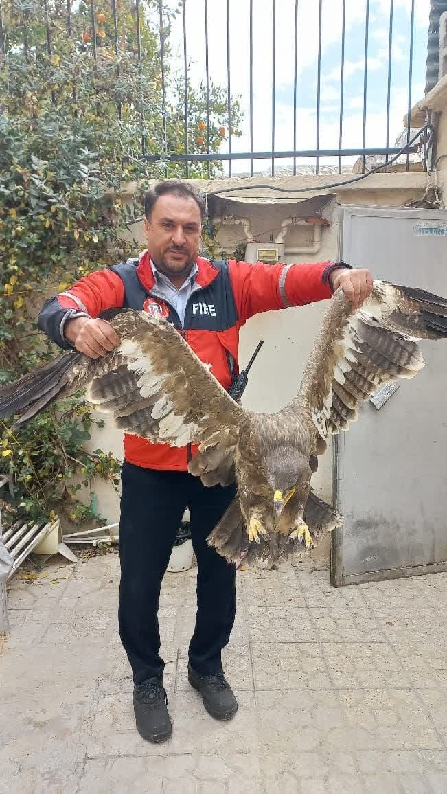 یک عقاب در شیراز زنده گیری شد