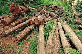 شناسایی ۱۴ مورد تخلف در رابطه با قطع و کتزنی درختان جنگلی در ثلاث باباجانی