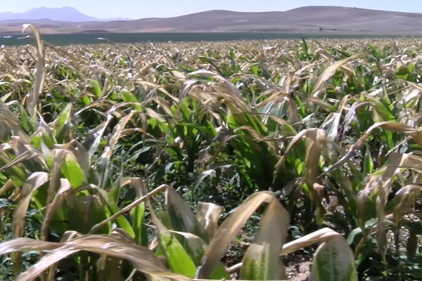 طی روزهای آتی خسارت به محصولات کشاورزی و دامی برخی مناطق استان کرمان محتمل است