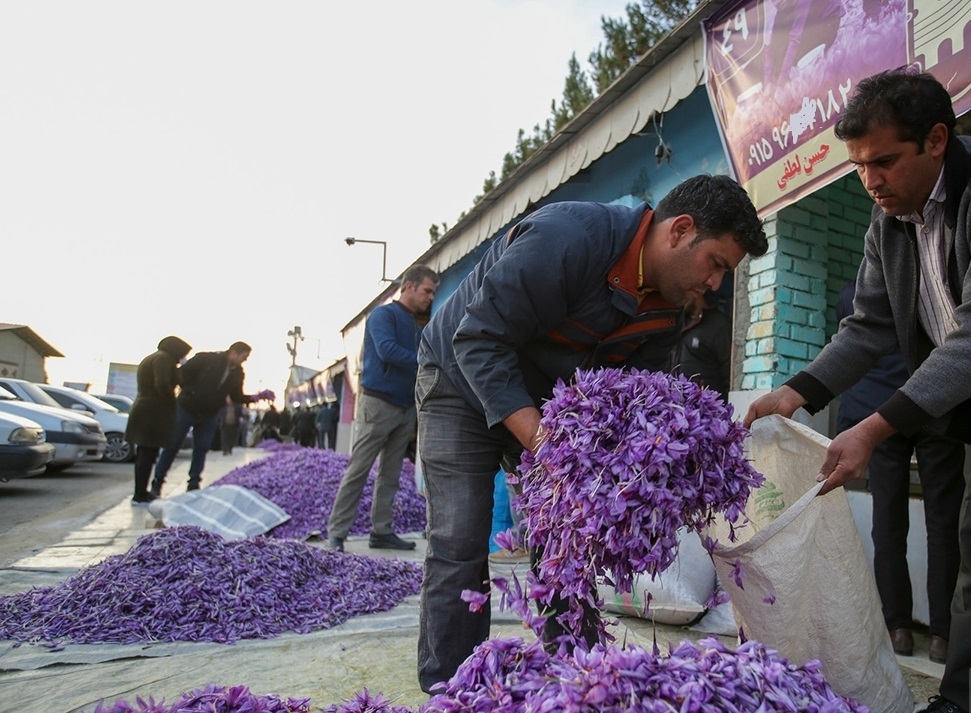 بازار گل زعفران در تربتحیدریه افتتاح شد