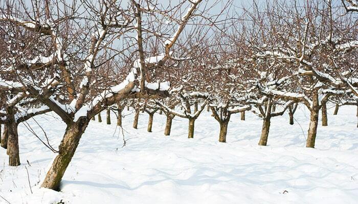 دشت نمدان اقلید؛ سردترین نقطه فارس در چنگال یخبندان دشت نمدان اقلید؛ سردترین نقطه فارس در چنگال یخبندان