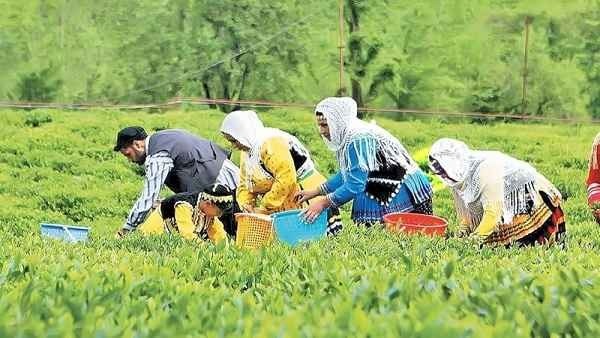 تی شاپ، راهنمای خرید چای ایرانی اصل برای شبهای طولانی پاییز تی شاپ، راهنمای خرید چای ایرانی اصل برای شبهای طولانی پاییز