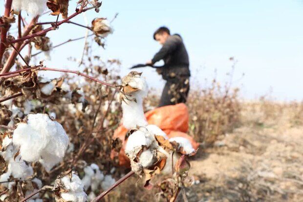 پنبه میتواند بار دیگر به جایگاه شایسته خود در کشاورزی ایران بازگردد