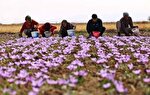 رشد کشت طلای سرخ در کردستان؛ ۱۰۰ هکتار از اراضی استان زیر کشت زعفران رفت
