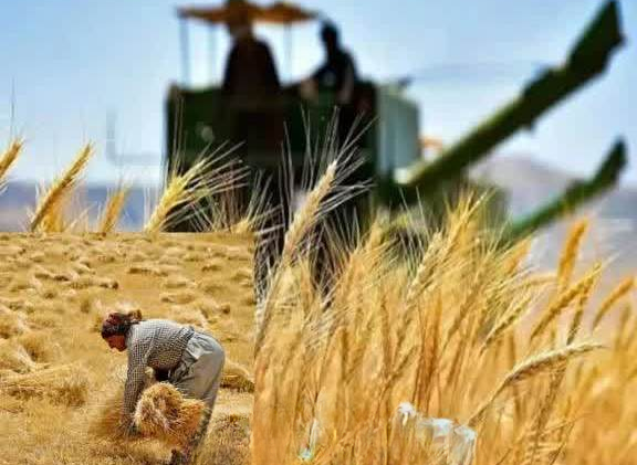 مطالبه کشاورزان بیجار برای برگزاری «جشن گندم»/ پایتخت گندم دیم کشور در انتظار پاسداشت تلاش طلایی خود هستند مطالبه کشاورزان بیجار برای برگزاری «جشن گندم»/ پایتخت گندم دیم کشور در انتظار پاسداشت تلاش طلایی خود هستند