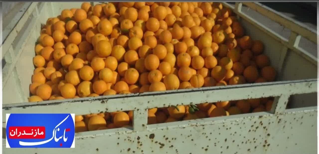 دستگيری سارق مرکبات و کشف 4 تن اموال سرقتی در بابل