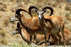 سرشماری حیات وحش البرز با مشارکت مردم سرشماری حیات وحش البرز با مشارکت مردم