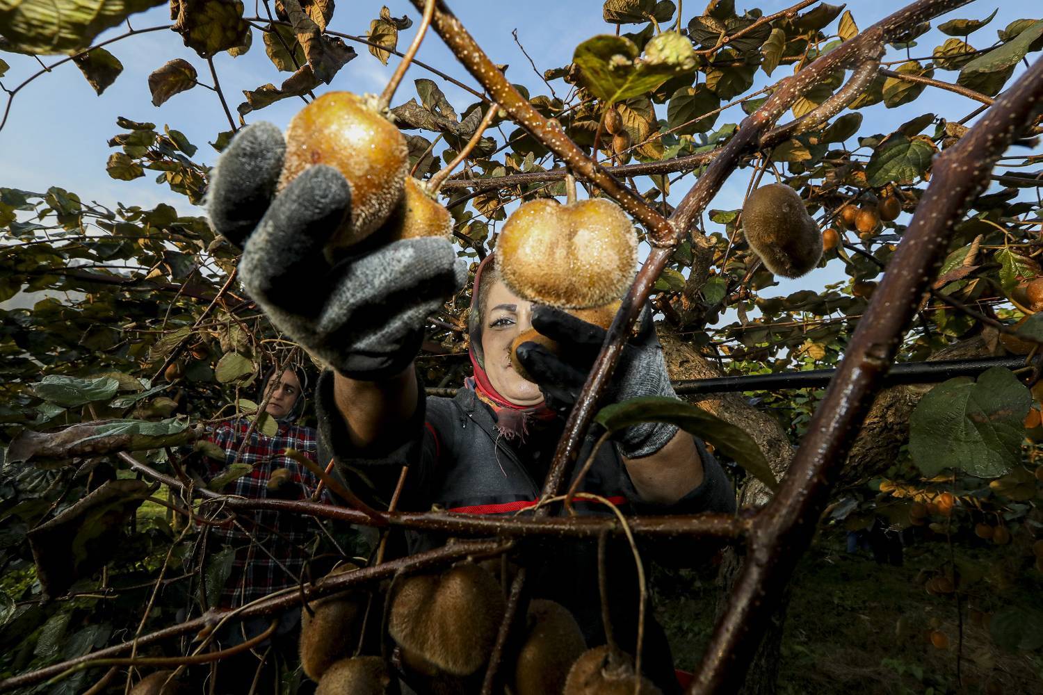 به دوش کشیدن بار زندگی با دستان پر از میوه/ روایت معیشت و شرافت زنانه به دوش کشیدن بار زندگی با دستان پر از میوه/ روایت معیشت و شرافت زنانه
